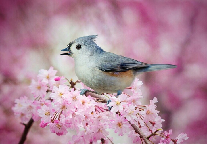 Melody of Spring.