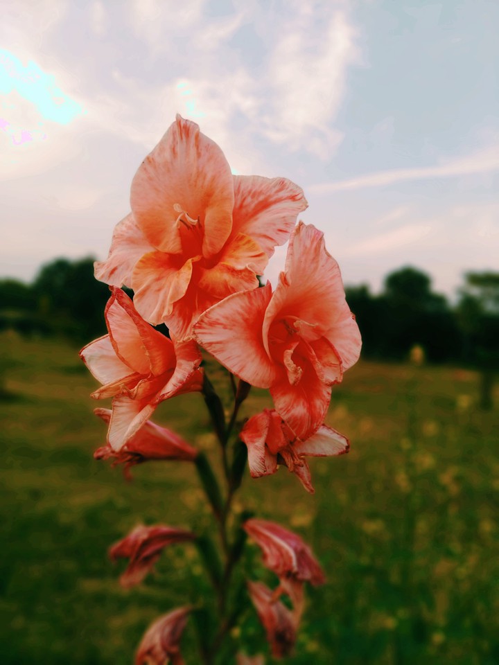 nature