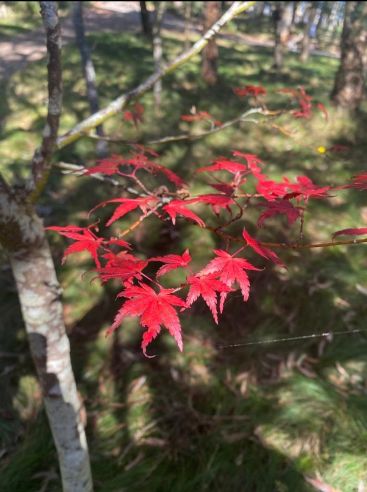 Spring