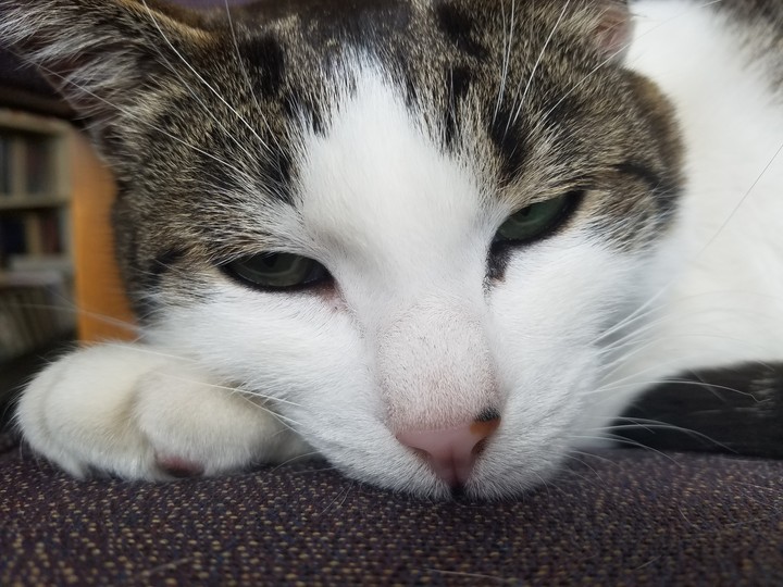 kitty!