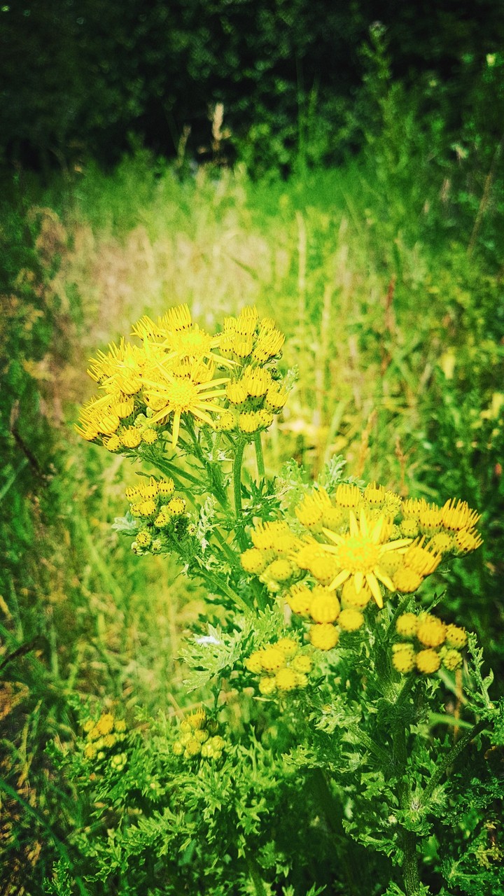 yellow mood