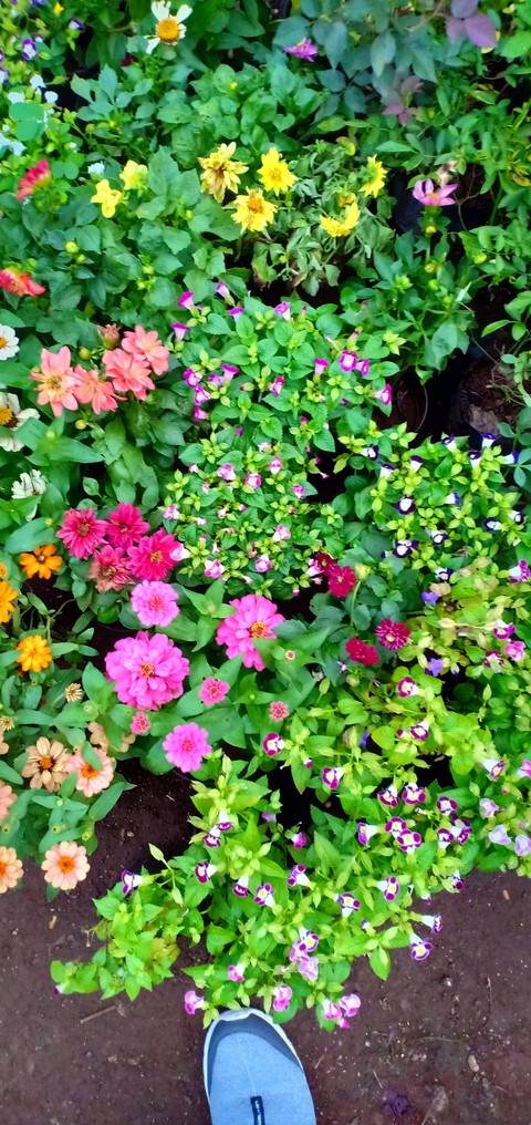 local flower store view
