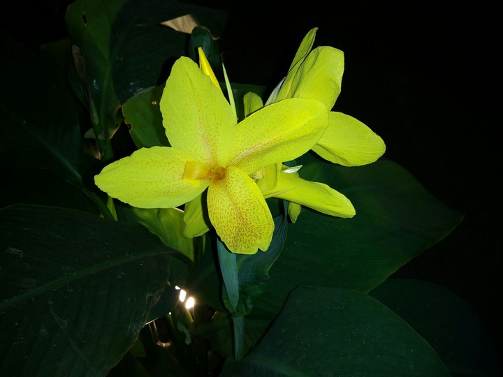 yellow flower