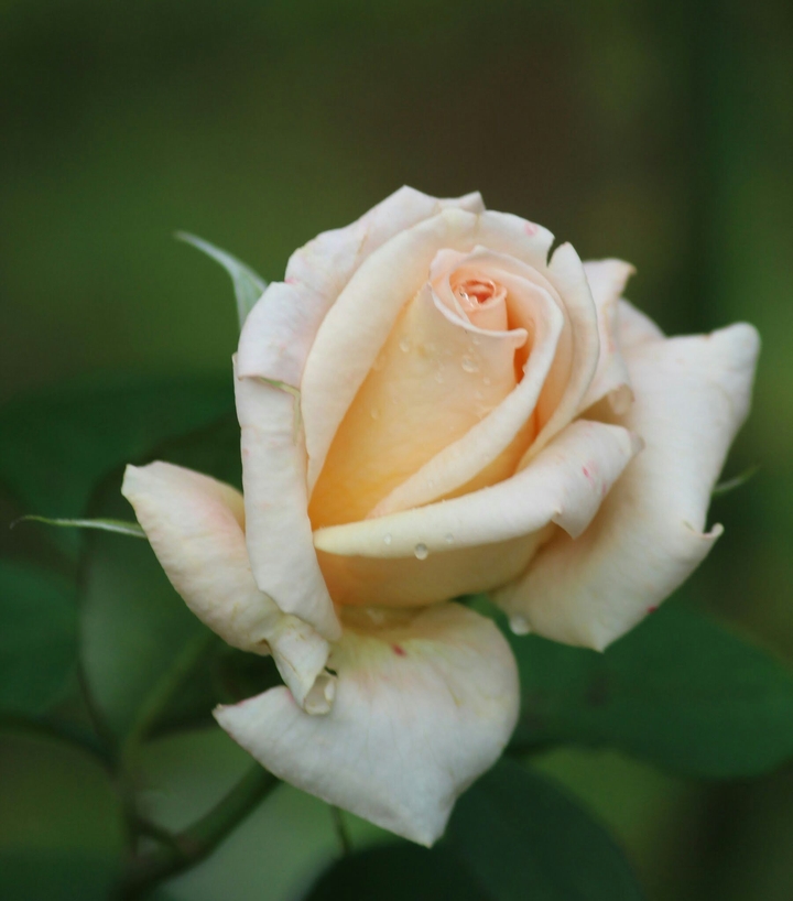 white rose