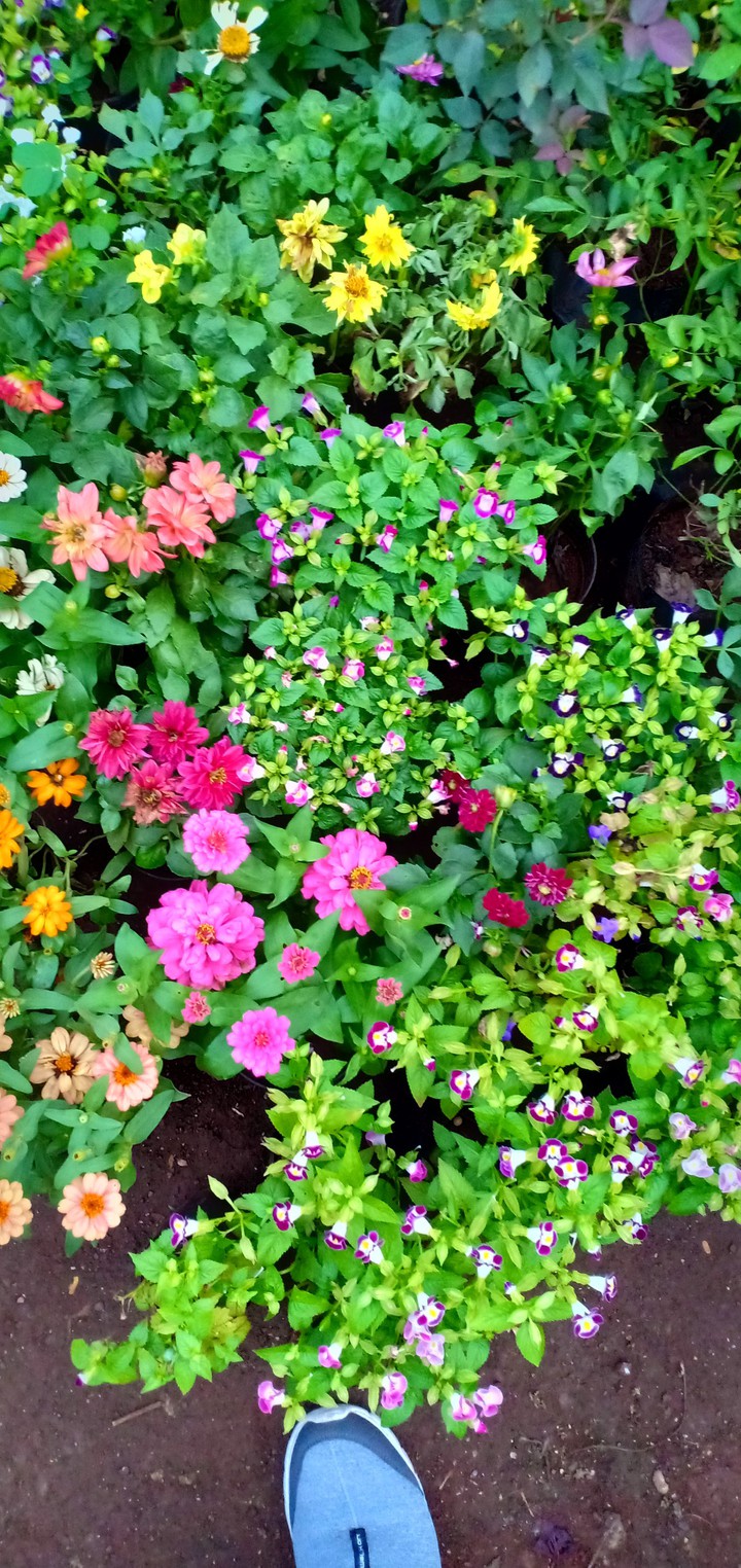 local flower store view
