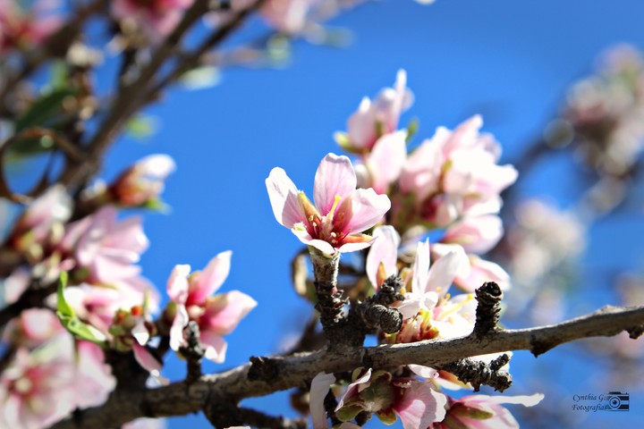 Flor de almendros