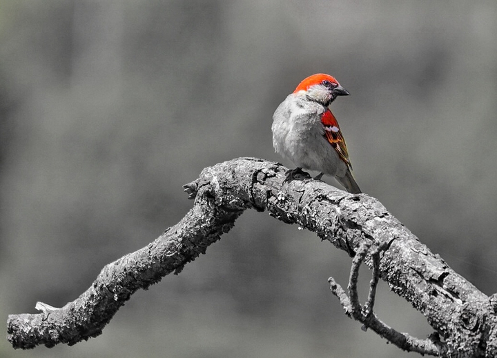 Birdy
