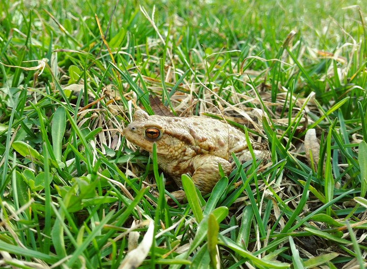 Frog
