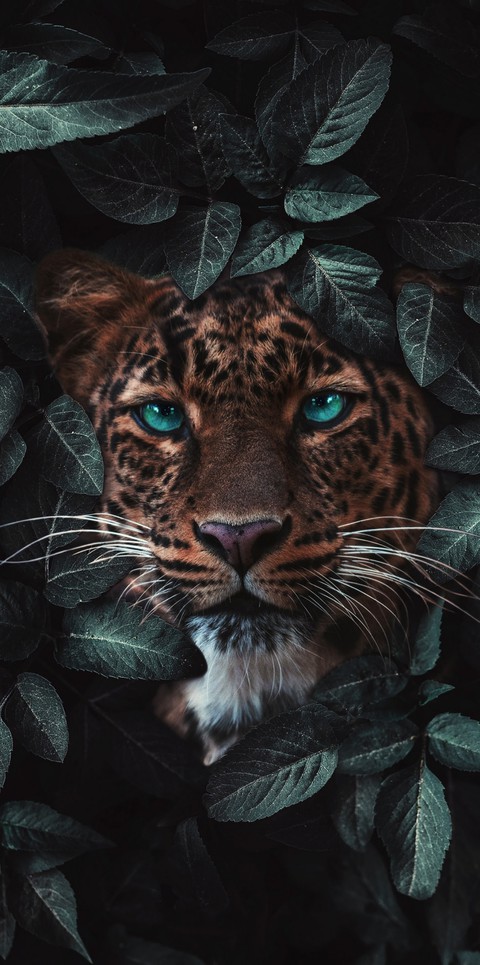 sfondi Fawn, Carnivore