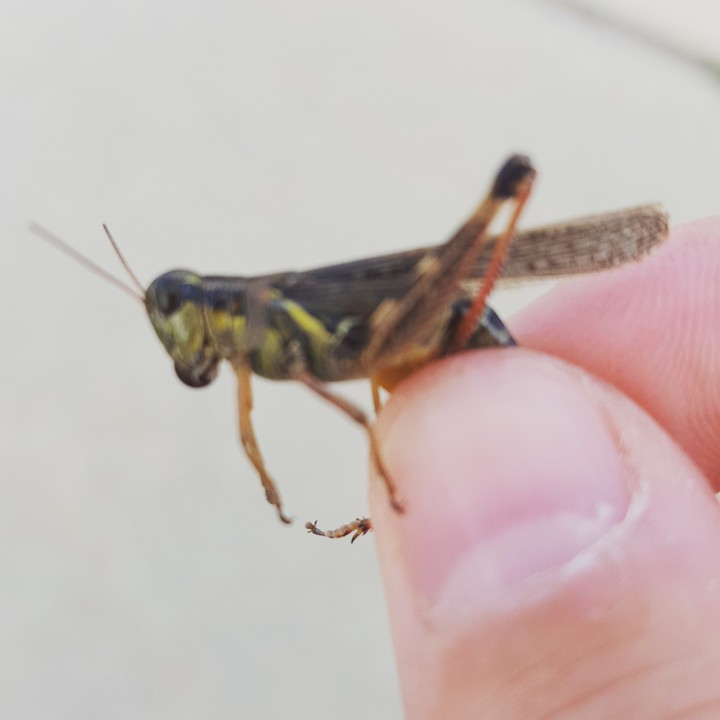 Grasshopper
