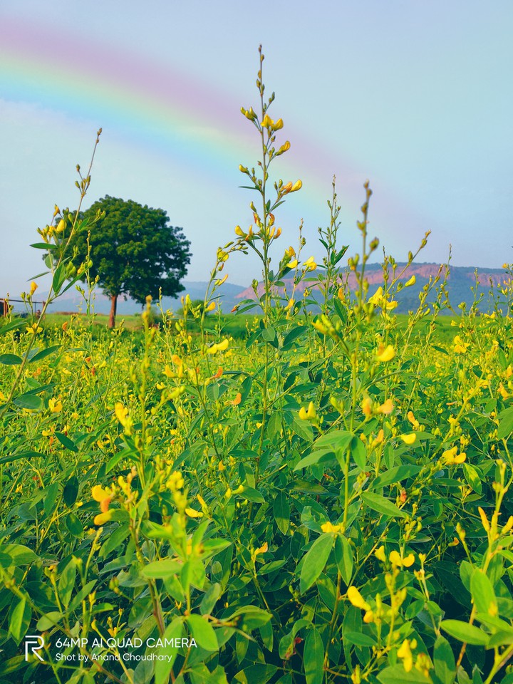 village crops