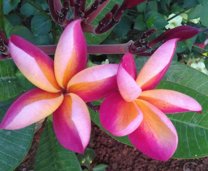 colour full world