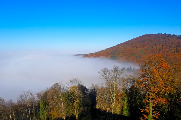 Herbstwald im Nebel