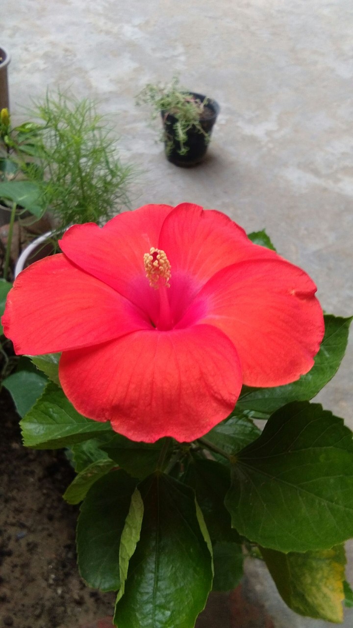 flower