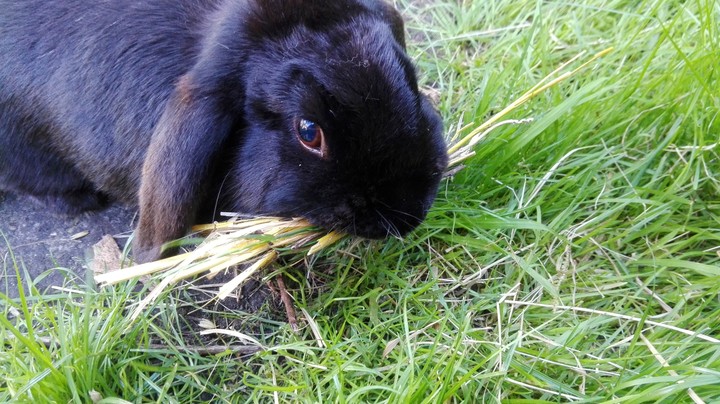 Bunny with grass