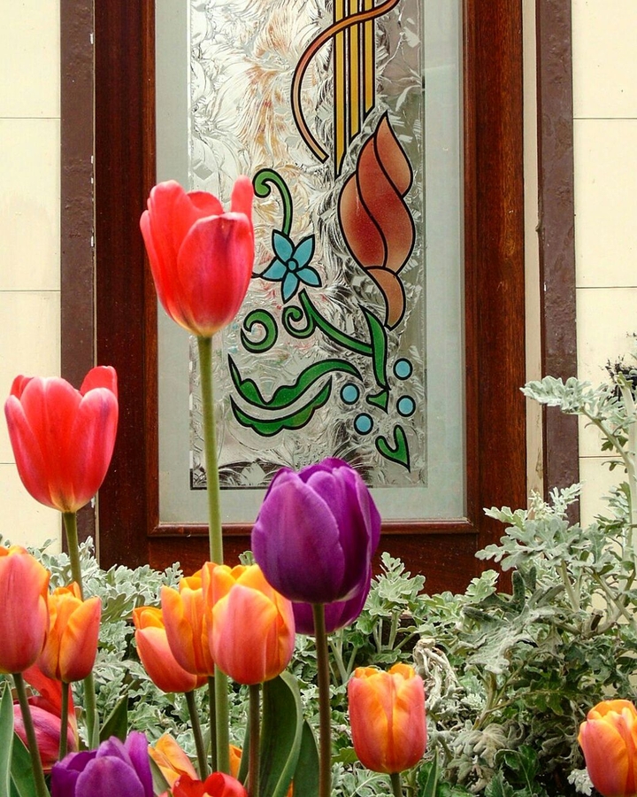 tulips of Istanbul