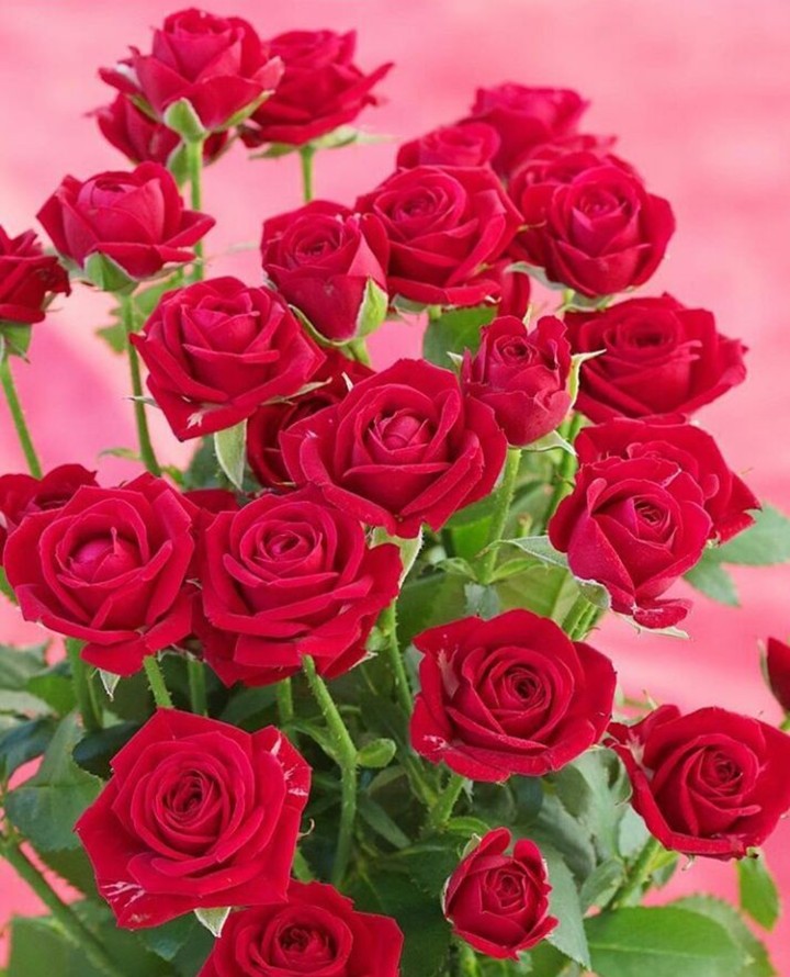 Roses růže