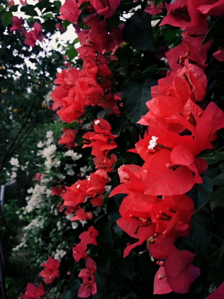 Morning Beauty