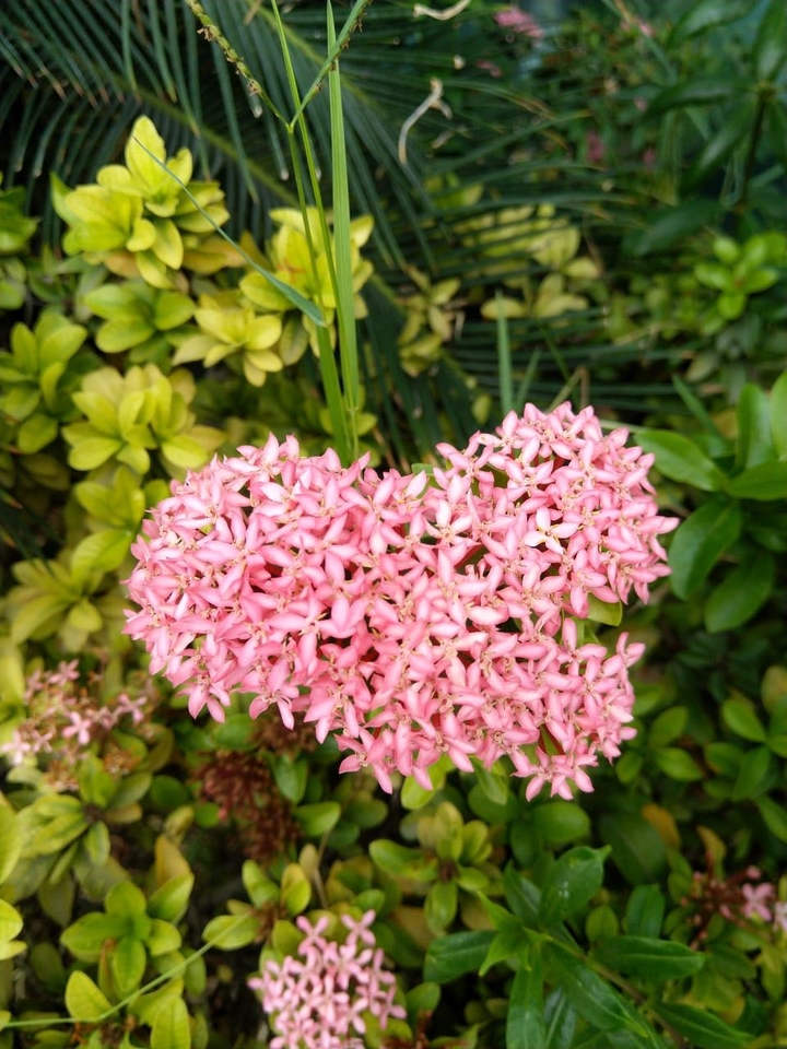 PinkF