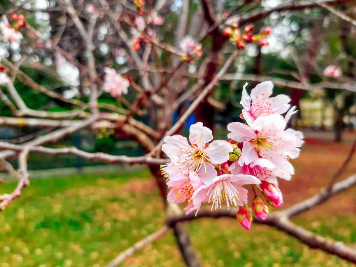 closer the flower