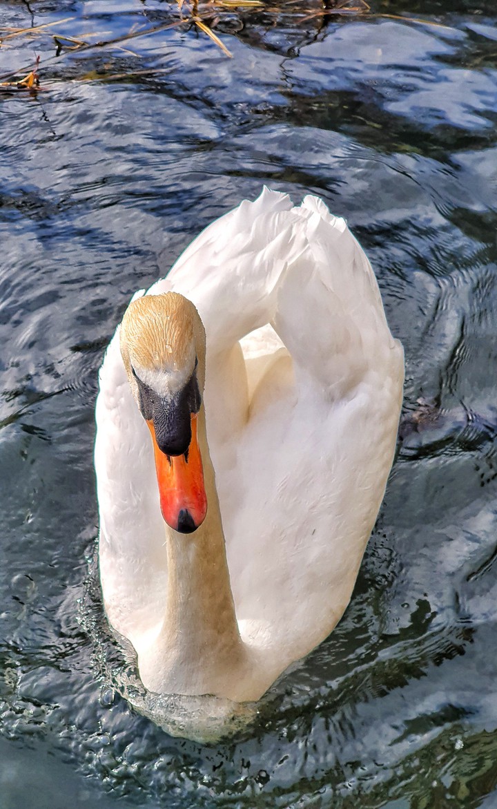 swan