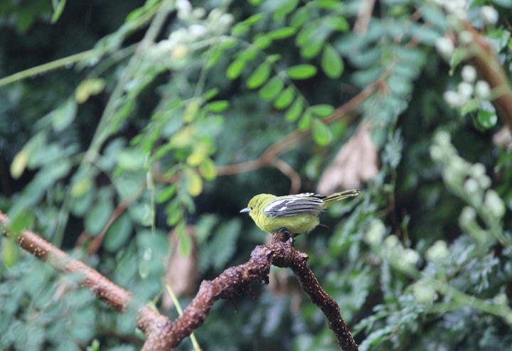 Bird
