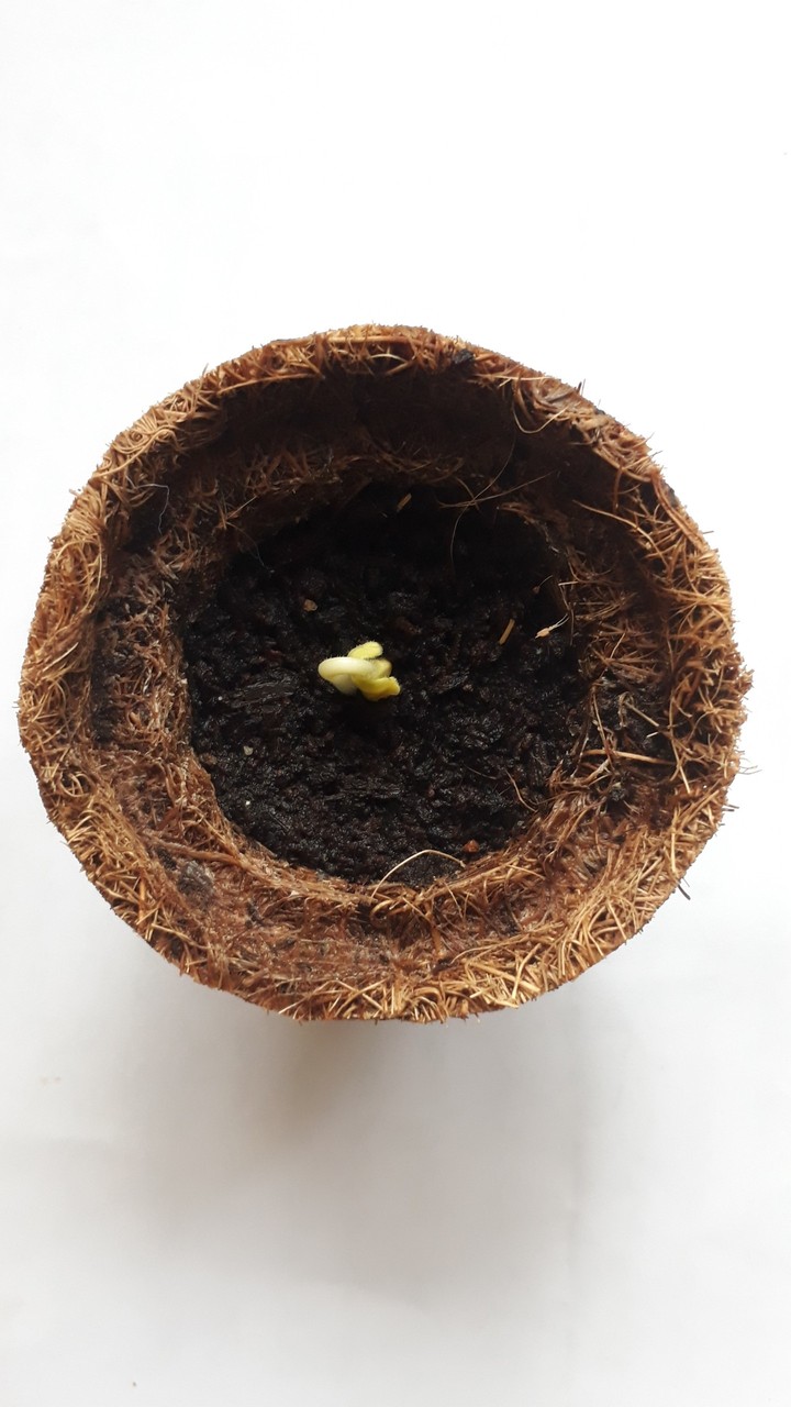 Sprout