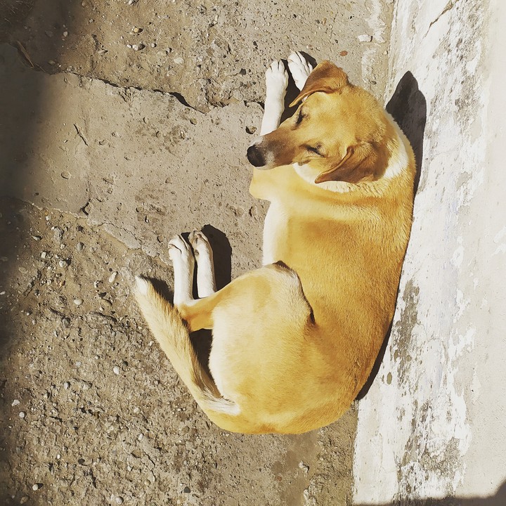 Kutya/Dog/Perro
