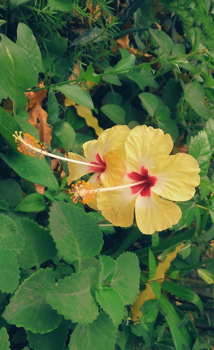 flower