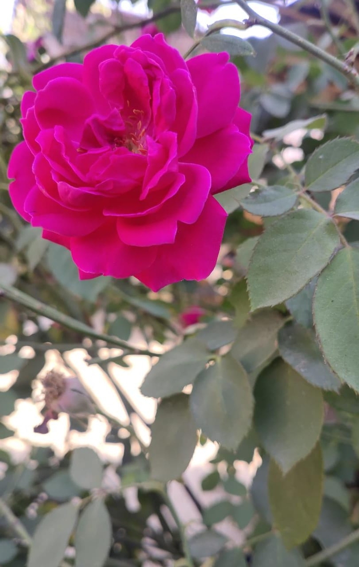 rose