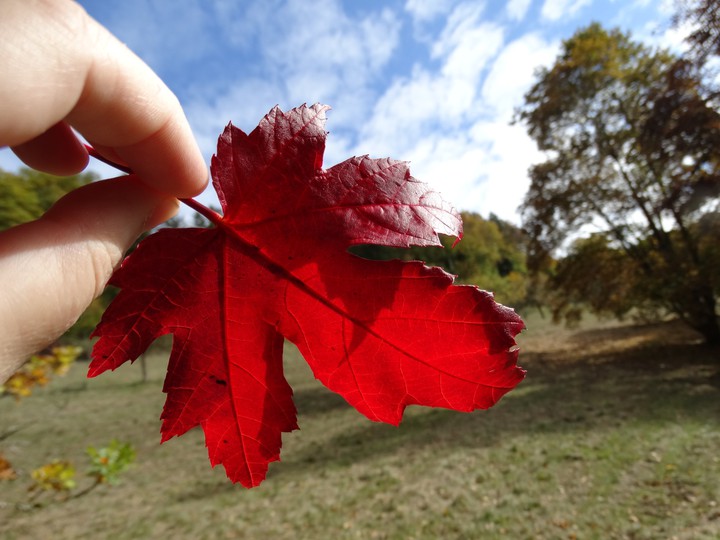 Autumn