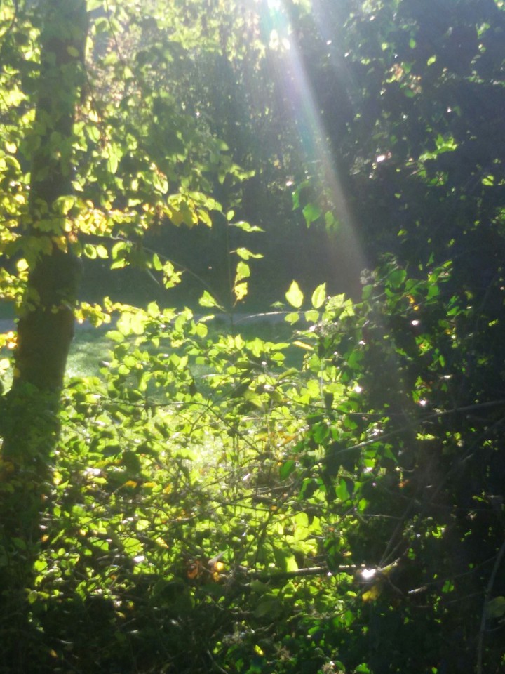 Sonnenstrahl