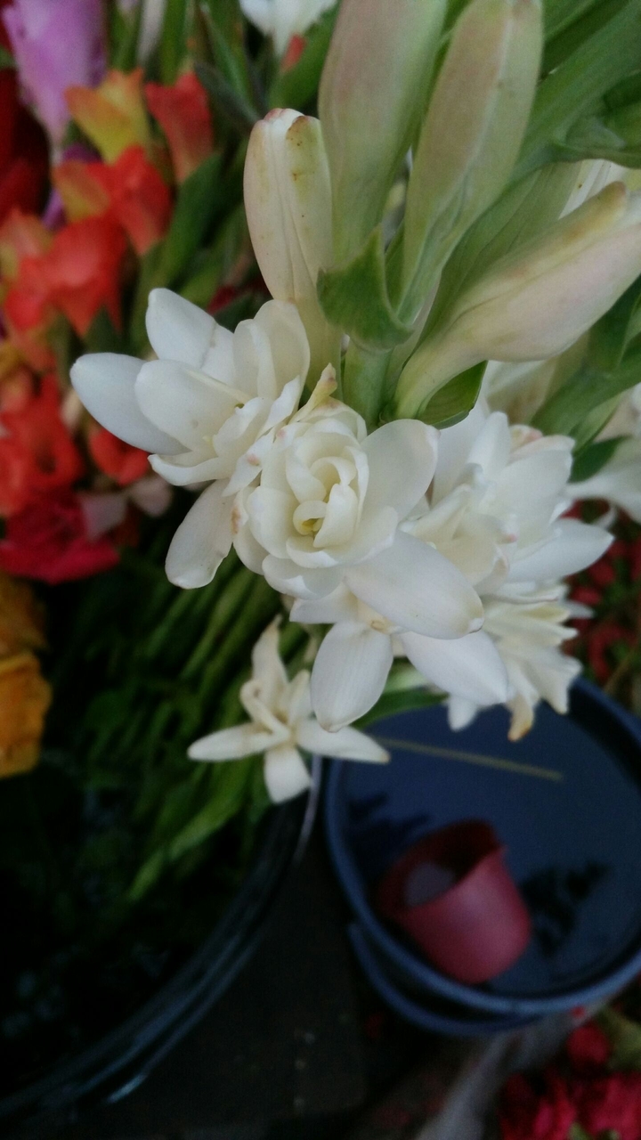 thats bengali flowers