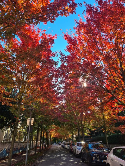 fondos de pantalla Maple, twig