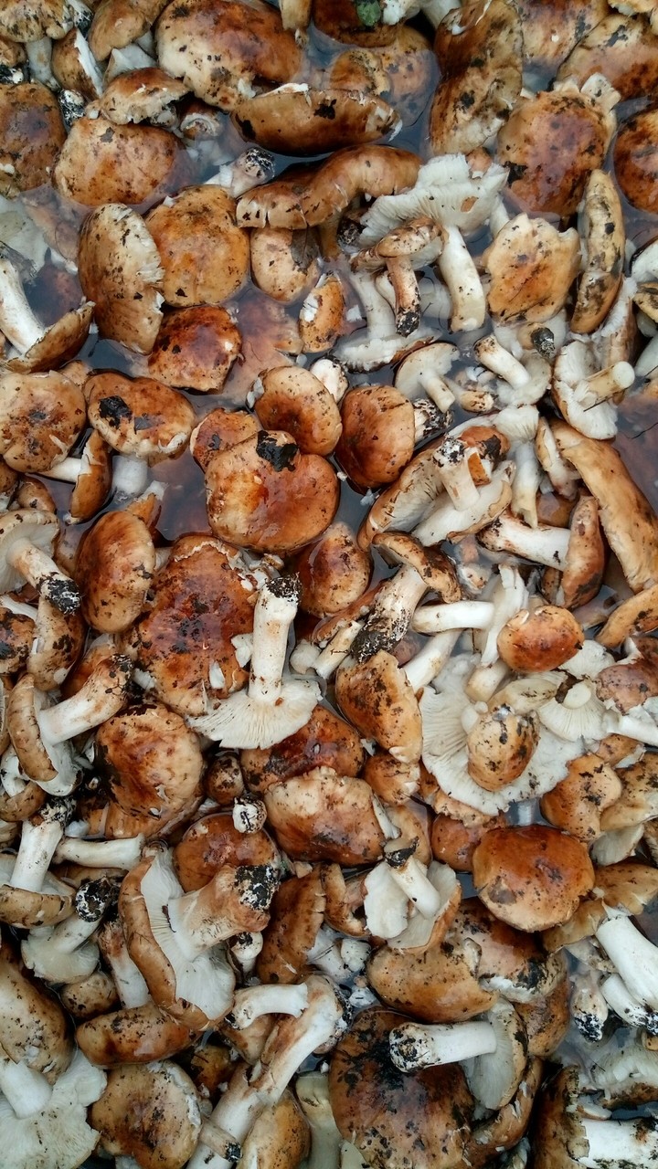 mushroom