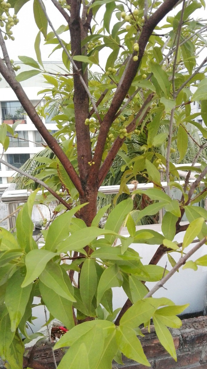 tree