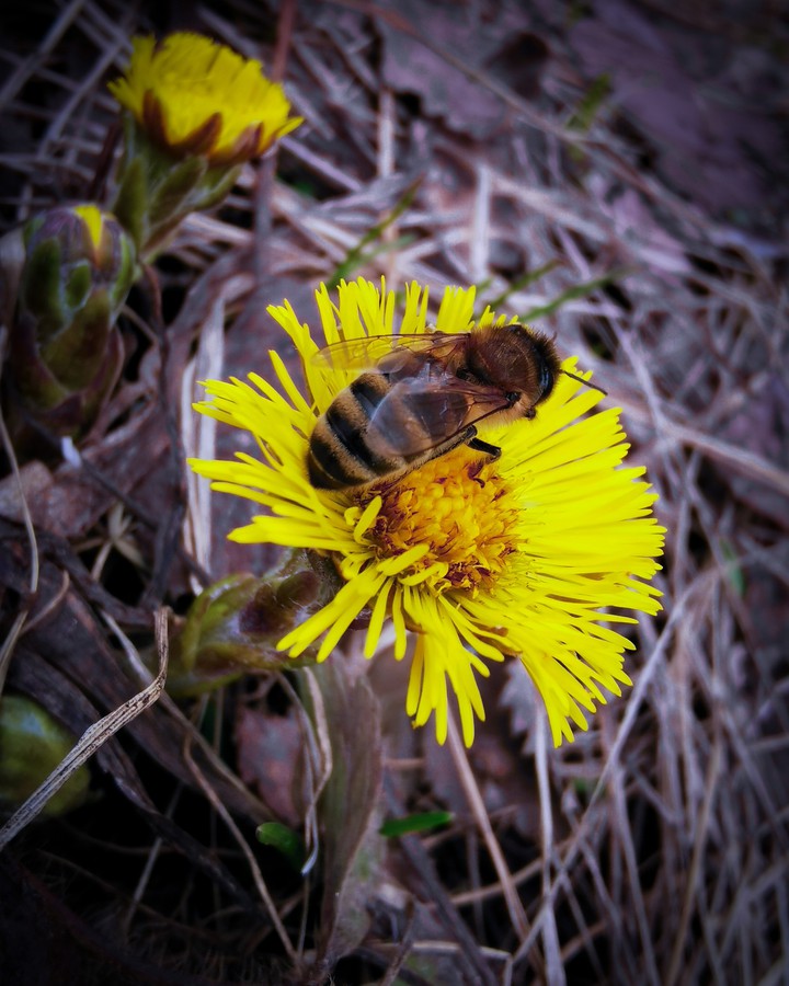 bee