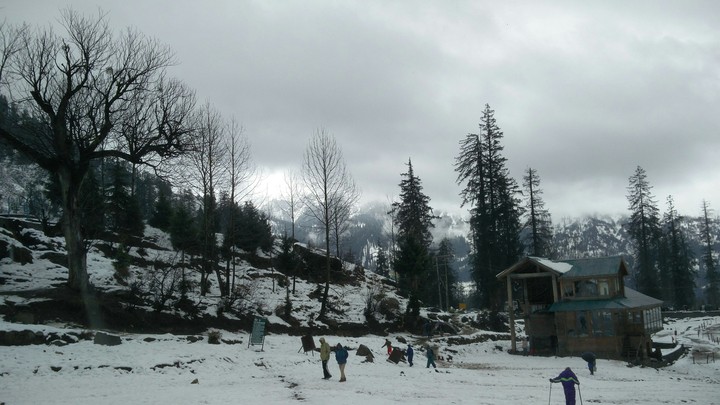 Snowtrees