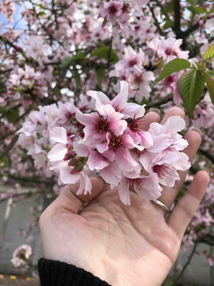 封鎖
