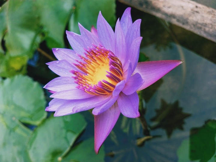 nature beauty