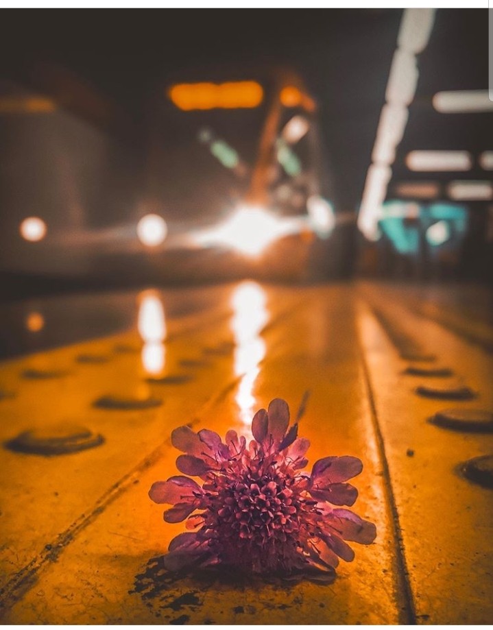 light flower