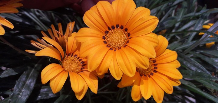 The Earth Laughs In Flowers!