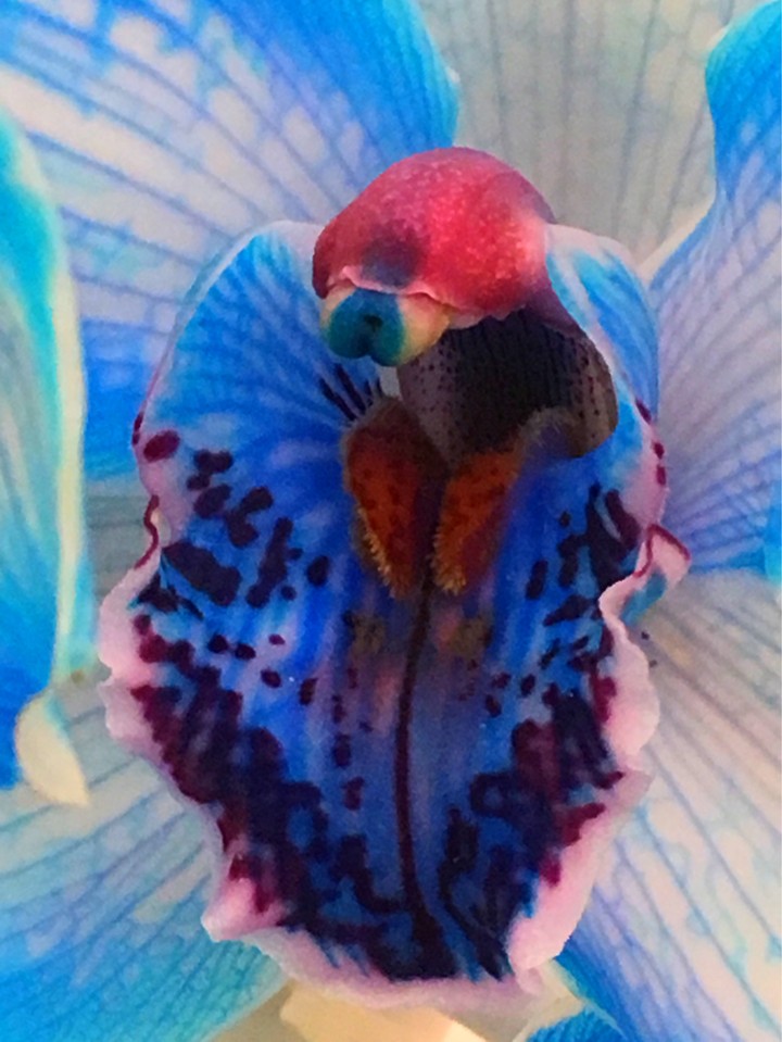 florart