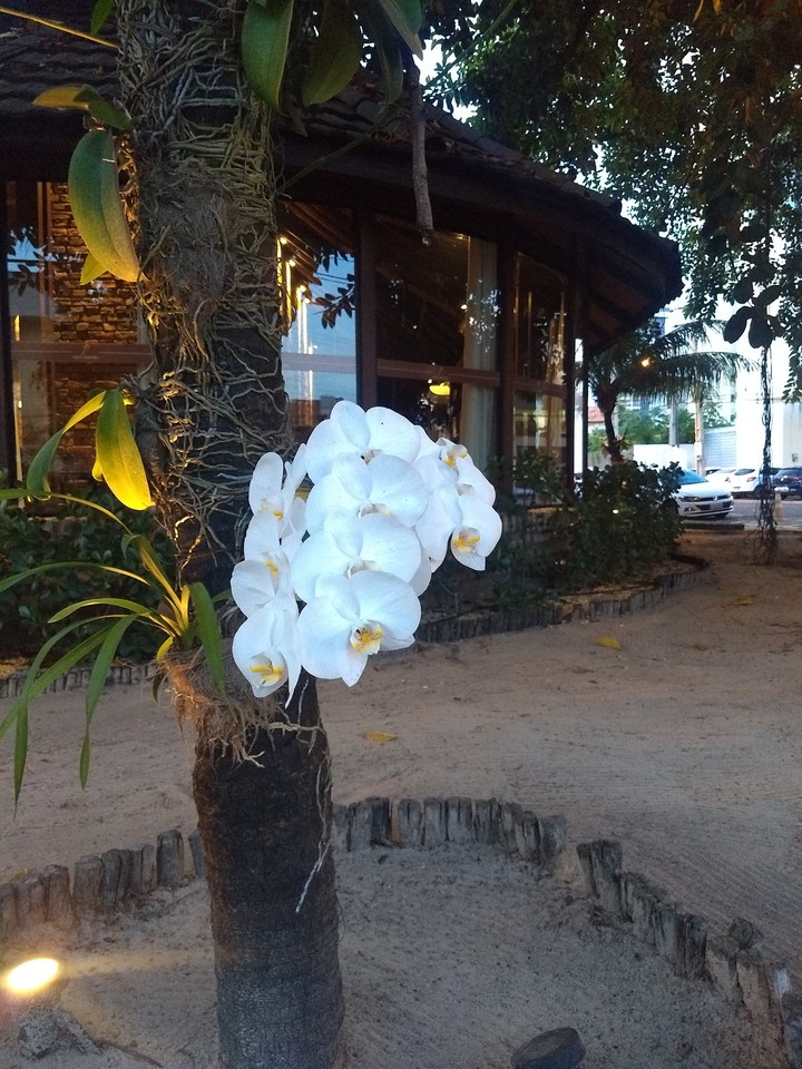 branca flor