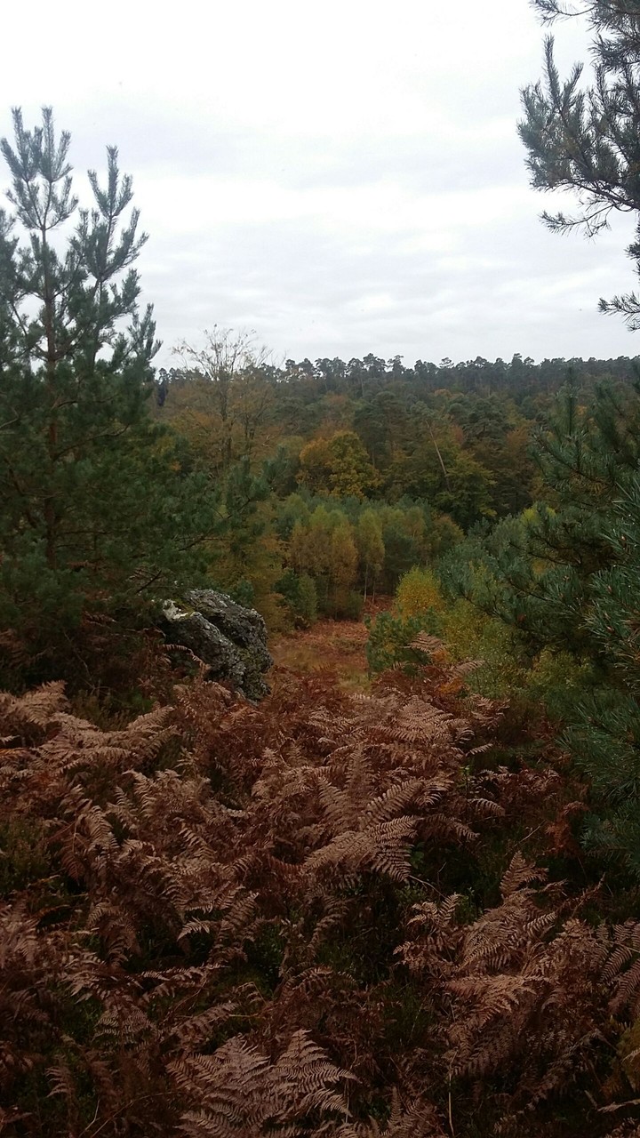 Forêt (Fougère)