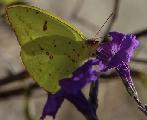 тапети insect, plant