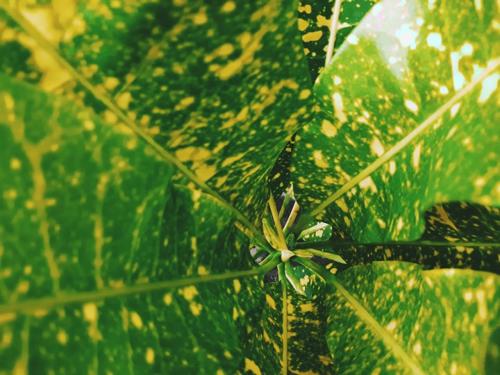 leaf