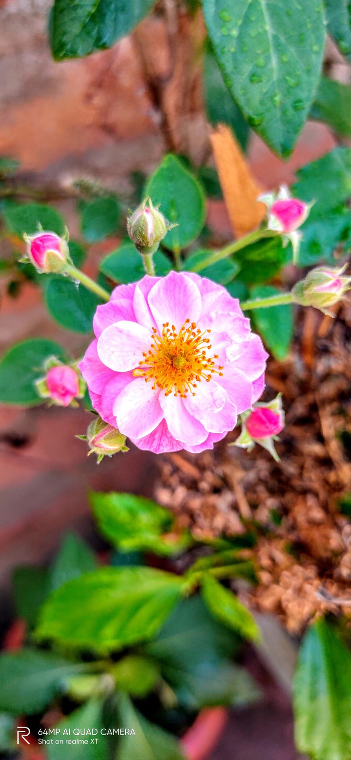 Pink ?