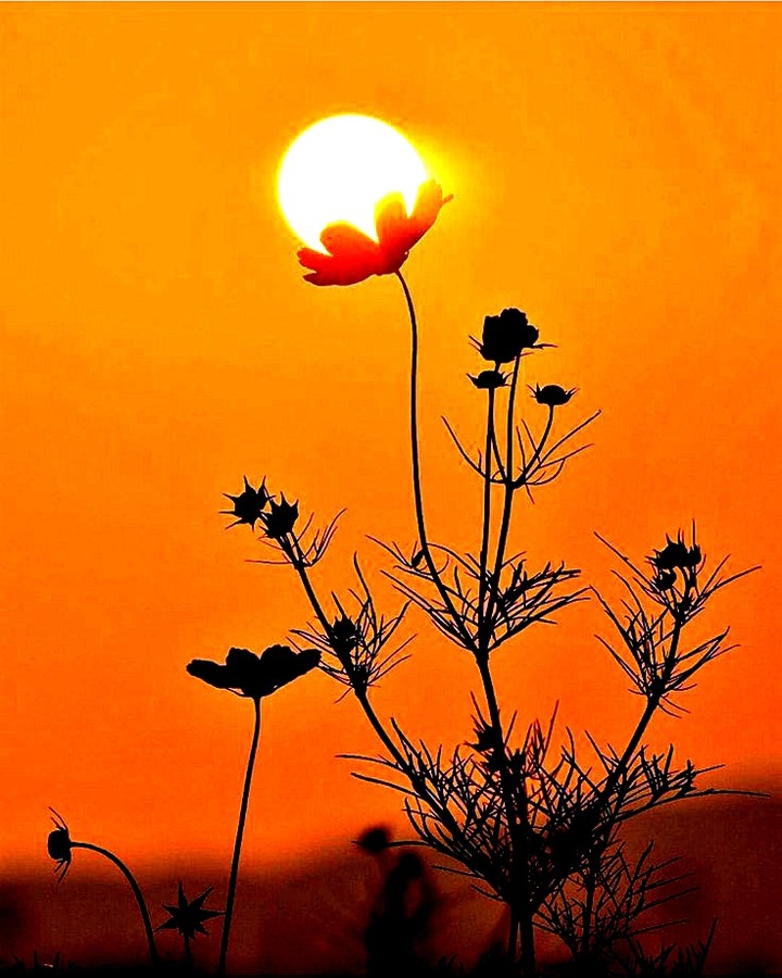 flores