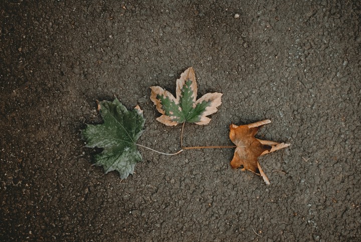 Dried Leaves